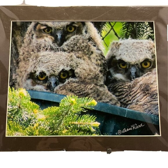 Diane Ward ‘Three Babies in a Bucket’ Photograph Matte Owl Nature Picture Art - Picture 1 of 3